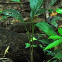 Eulophia pulchra (Thouars) Lindl.